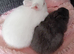2 baby Netherlands sisters