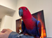 Super tame eclectus