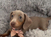 2 beautiful little girls left