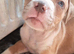 Pocket Bully cross bull mastiff