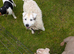 Parson Russell terrier