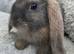 Beautiful mini lops boys and girls avalible .