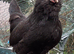 Breeding group Black Barbu D'uccle