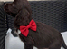cocker spaniel puppies chocolate&tan