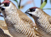 Cherry finches