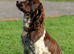 English Springer Spaniel Puppies