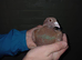 Chocolate Melueman Racing Pigeons RPRA Rung 2