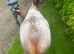 Stunning Appaloosa yearling filly