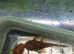 Super Red Bristlenose Pleco medium size 3-4 cm. Gender not determined. Fast delivery within mainland UK.