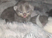 Munchkin cross Ragdoll Kittens