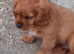 F1b cavapoo