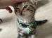 Bengal kittens and British Short hair x Bengal kittens