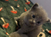 Beautiful 3/4 ragdoll kittens for 5* homes