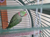 Alexandrine Parakeet