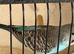 Beautiful baby budgies