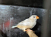 Orange breasted black breasted Isabel hen