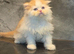 Wee Wonders seek new mum and dad - RESERVED