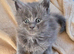 Maine coon pedigree kittens