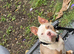 Female pocket bully