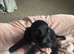 11 week old girl fully vaccinated ovo