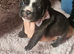 French bull dog cross old tyke English bulldog