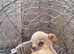 Very small male chihuahua