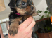 Yorkshire terrier puppies