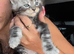 XL russian maine coon boy & girl ready to Go