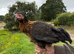 Burford Brown hens