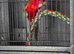 White-Winged Crimson Rosella