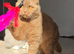 Cinnamon scottish fold