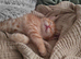 Cute ginger kitten
