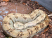 Quick Sale - Hogg Island Dwarf Boa Adult at Birmingham Reptiles