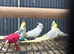 Stunning Various Baby Cockatiels