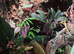 Professionally built FrogFather established bioactive vivarium for sale.