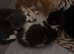 male kitten born 2026 Tuxedo