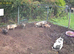 2 male pigs