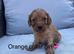 Health tested cavapoos