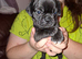 3 gorgeous Frug puppies