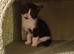 1 boy and 1 girl kitten