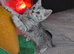 Full British shorthairs READY NOW!