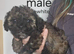 READY NOW! poochon pups