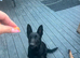 Beautiful 5 Month Old Belgian Shepherd