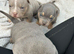 Pocket bully pups for sale