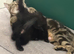 KITTENS READY NOW