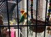 2 love birds
