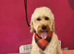 Absuluitly stunning Cockapoo puppies 8and a half weeks old redy for there forever homes