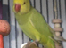 6 months old ringneck