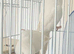 Bonded pair of white Quakers
