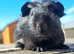 Beautiful Baby guinea pigs for sale